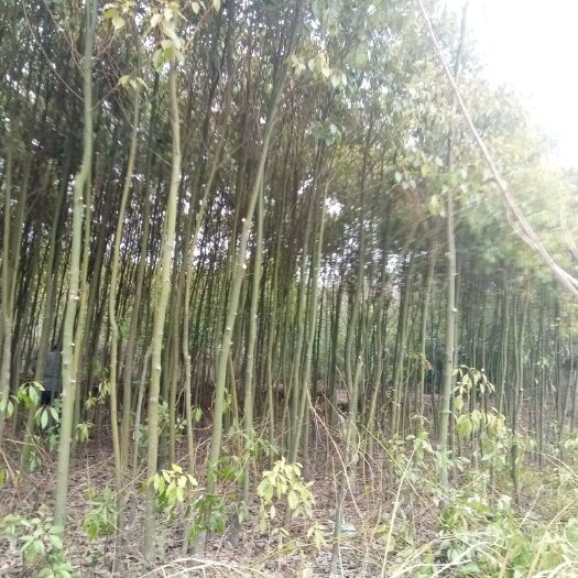 大悟县杀头樟