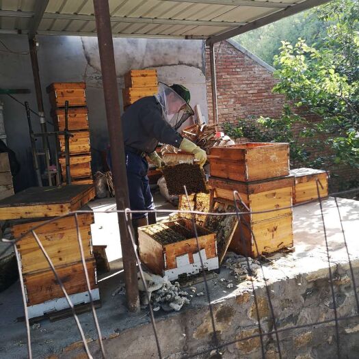 曲阳县 农家蜂蜜，采蜜区无污染，绿色食品