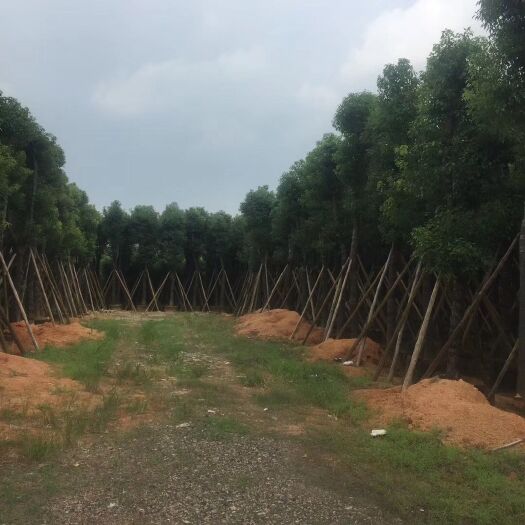 普宁市 香樟厂家-香樟袋苗厂家-香樟袋苗价格-香樟袋苗供应商
