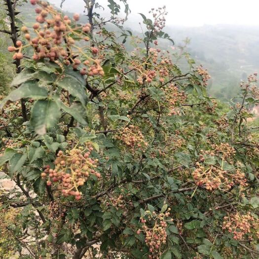 沂水县新鲜花椒大量上市