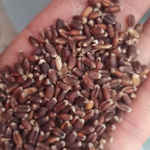 涿州市 石磨面粉，杂粮面粉，承揽代加工业务