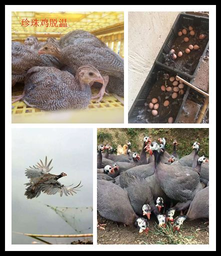 广汉市珍珠鸡苗 脱温一月龄 防疫做齐  成活率高 统货出售