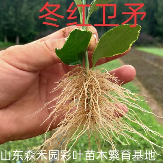 沂南县彩叶卫矛  翡翠卫矛  冬红卫矛
基地自产自销