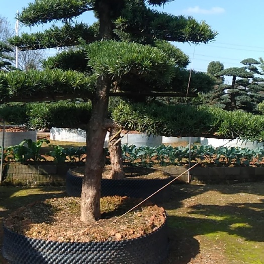 株洲造型罗汉松  椤木石楠桩，罗汉松桩，榆树桩，