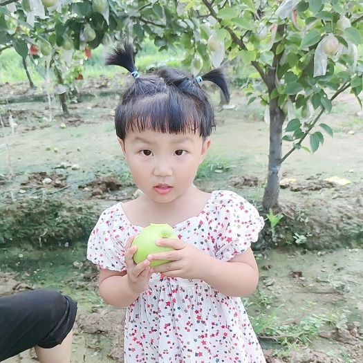 阳信县 早酥梨七号香梨媚梨阳信梨现摘现发自家种植当季水果