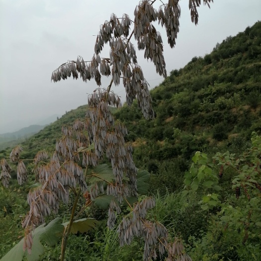 阳新县博落回  种子种植好项目。专业精选种子和育苗正确方法