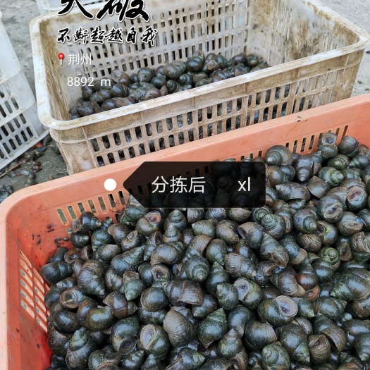中小田螺，小田螺