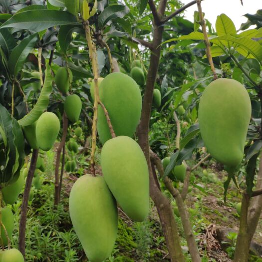 镇宁县 台农芒果