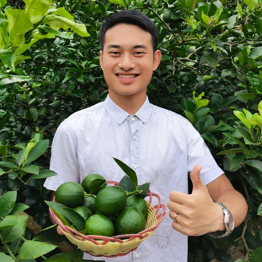 重庆市 万州青柠檬现摘货源稳定产地直供奶茶店专用柠檬茶柠檬片包邮
