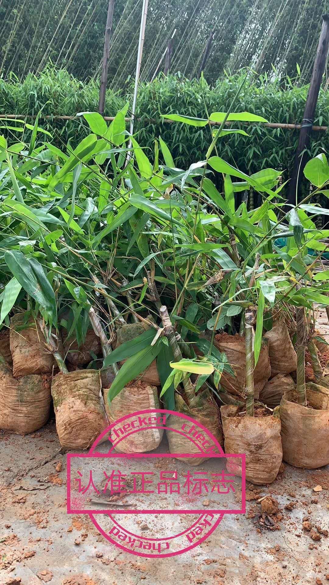甜竹苗 麻竹苗 水果竹笋苗 甜龙竹苗产地直销 价格实惠
