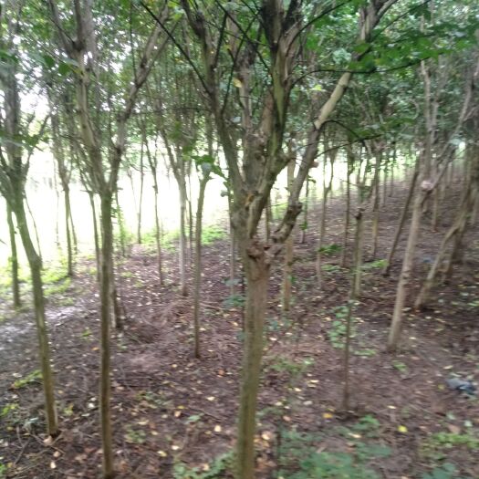 沭阳县红花紫薇