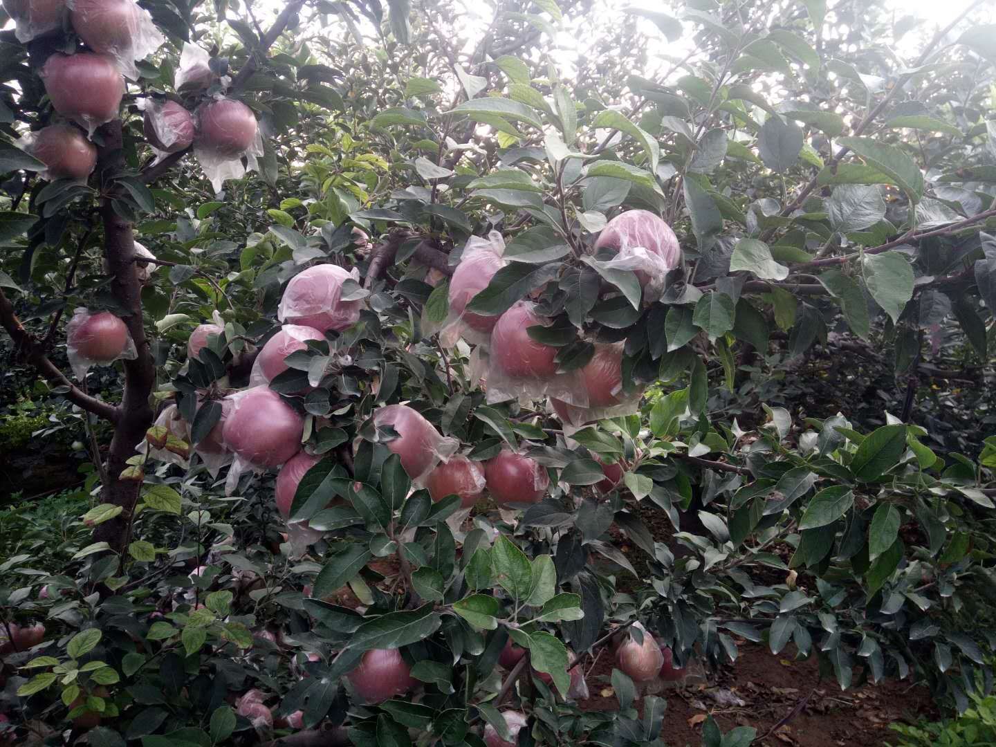  美八苹果，味道香甜可口，无人工催熟，无农药残留，脆甜多汁，