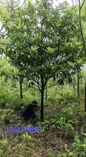 松滋市大五星枇杷苗 枇杷树   3～25公分