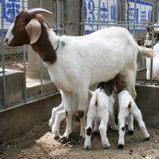 郓城县 波尔山羊价格