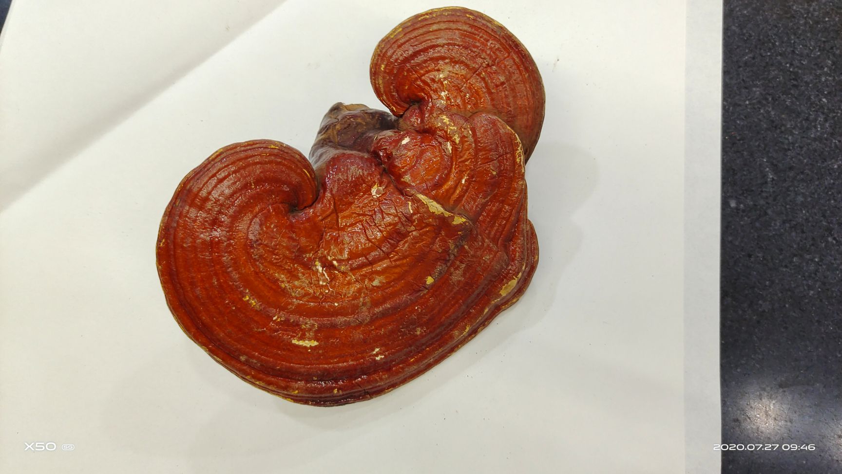  灵芝