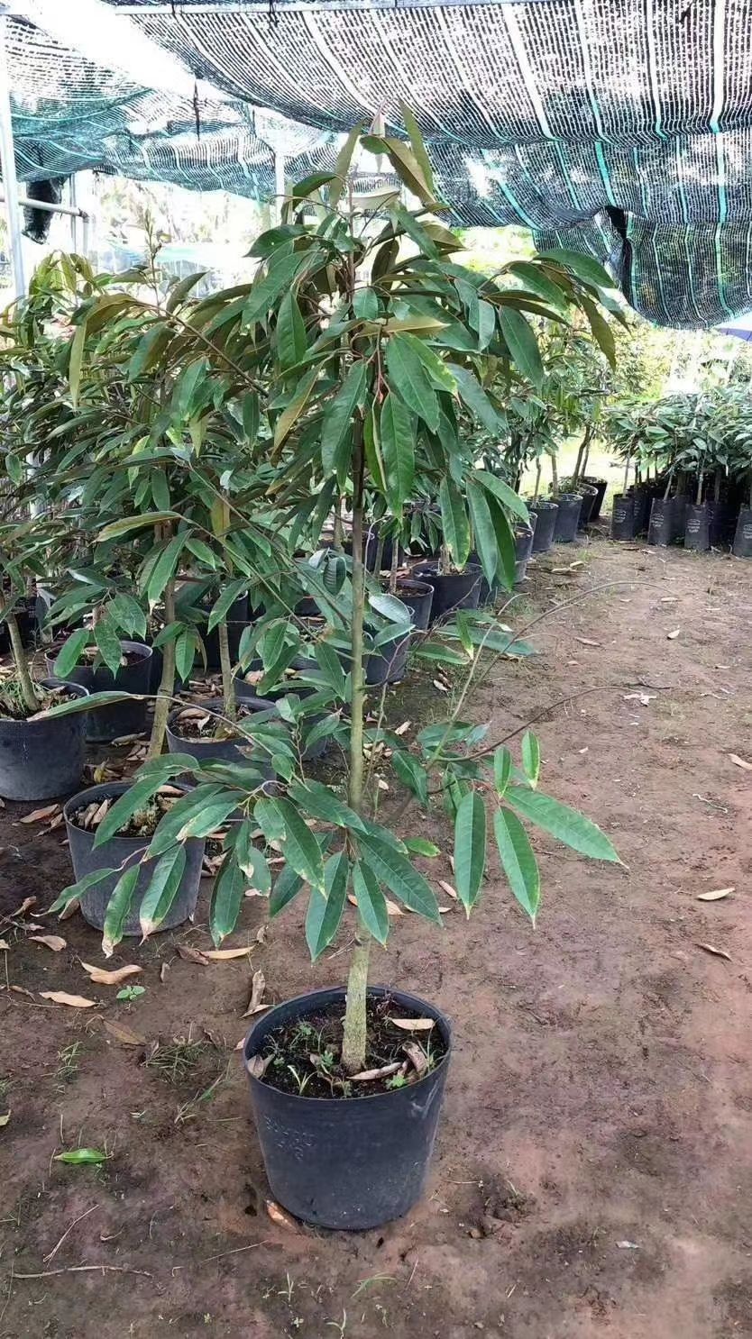 金枕榴莲苗，猫山王榴莲苖。嫁接杯苗。包正品，大量批发出售