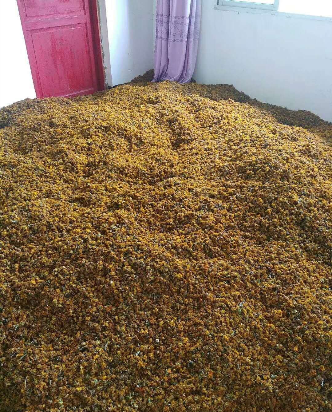  贵州中药材旋覆花 旋复花 产地直销