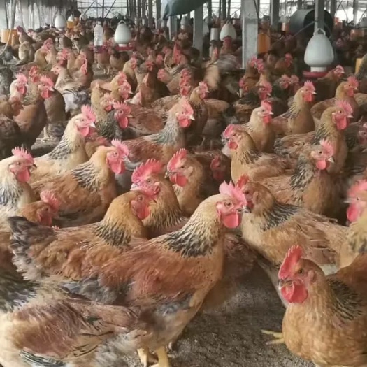 衡阳K9鸡苗  K901鸡苗K9麻黄鸡新广K901长速快出栏快