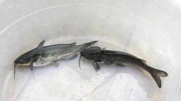  优质叉尾鱼苗 斑点叉尾鮰鱼苗 钳鱼鱼苗