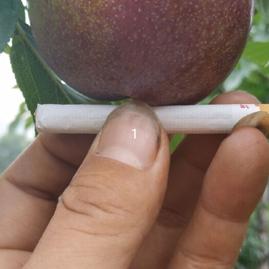绥中县 大红袍李子