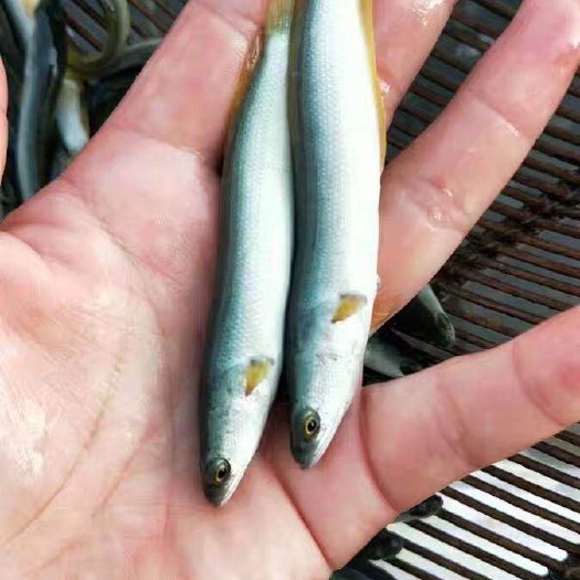 富顺县 优质淡鳕鱼苗 大鳞鲃鱼苗 淡水鱼苗 高档鱼苗活体