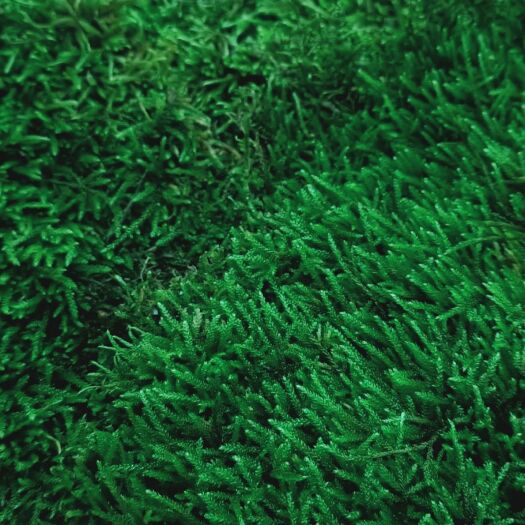 贵阳水苔苔藓 5cm以下