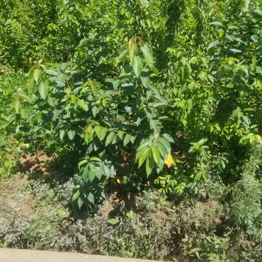 昭通黑珍珠苗 车厘子