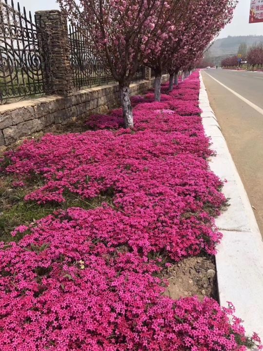 绣球  丛生福禄考，芝樱。红，粉，玫红，紫