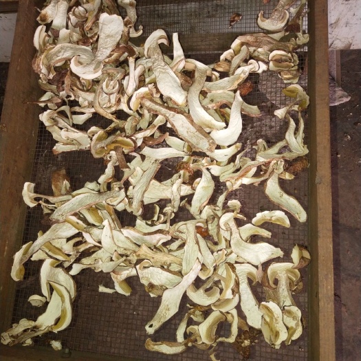 永平县 新货牛肝菌干片