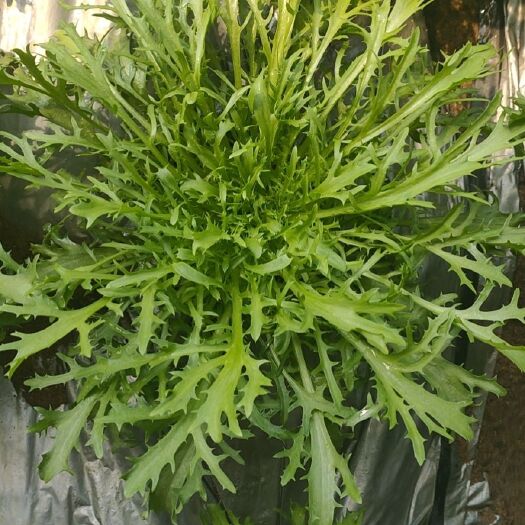 新民市苦菊 精品苦苣