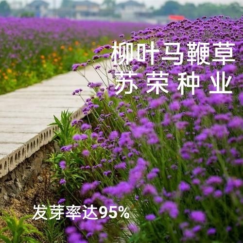 宿迁马鞭草种子 柳叶马鞭草籽多年生花草花种子四季室外景观花海庭院