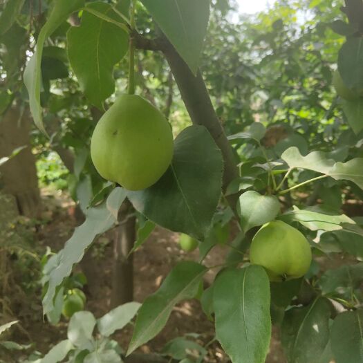 渭南 大量青皮核桃