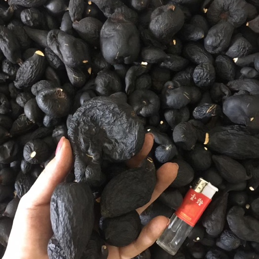 开平市大量供应乌灵参 一手货源