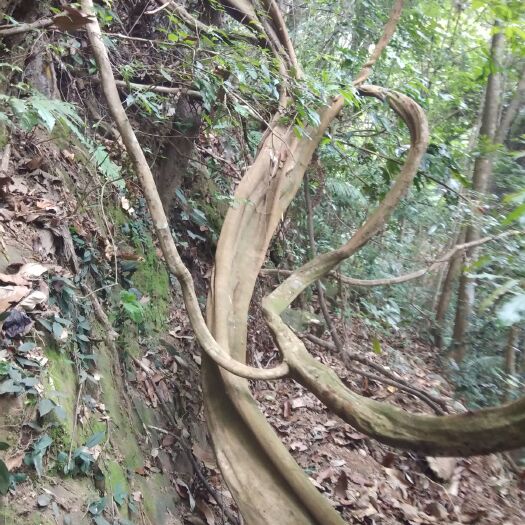 蓝山县 大量供应鸡血藤。