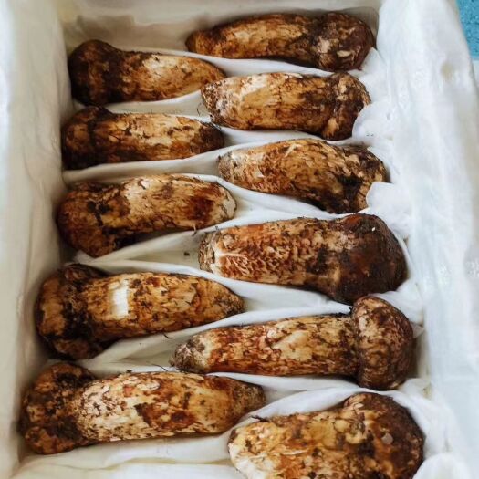 宁安市松茸 鲜货 9cm-12cm 未开伞 