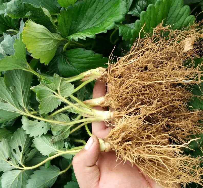  妙香七号草莓苗 地栽苗  脱毒草莓苗 包品种包质量保湿发货