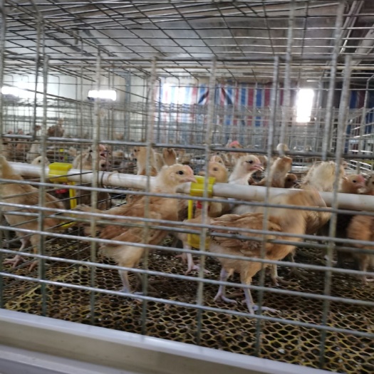 永城市肉鸡苗  固始鸡，青脚土鸡苗。大量批发出售。