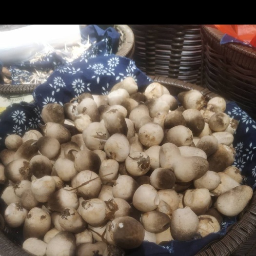 包头草菇 鲜货 混级统货 人工种植