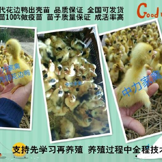 广汉市 花边鸭苗