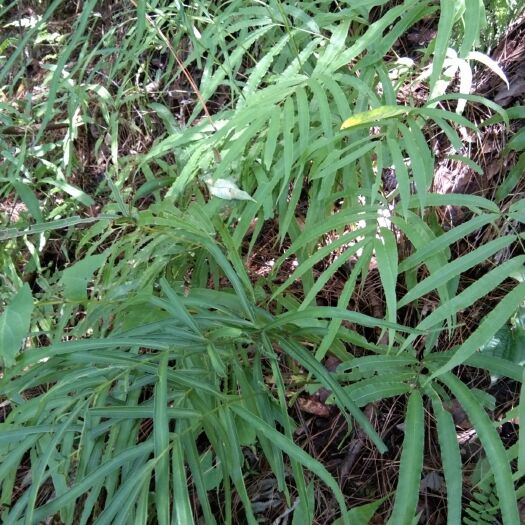 石棉县凤尾草 产地货源，深山生长，长期供应，