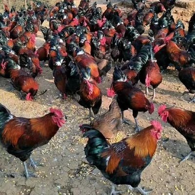 沭阳县 鸡苗
