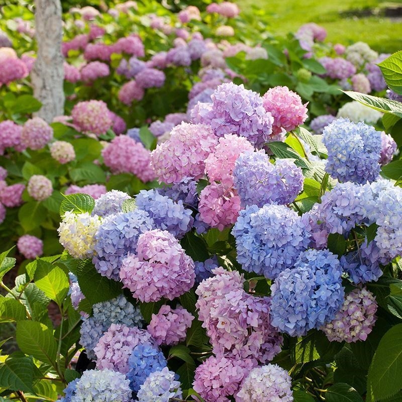 大八仙花  重瓣大花绣球花苗无尽夏八仙花室外花园庭院花卉植物