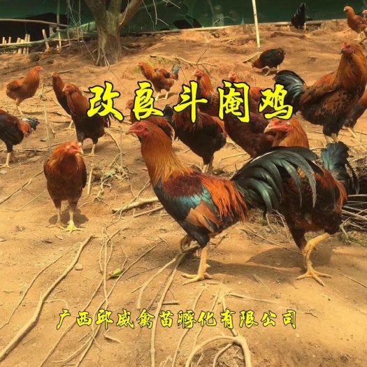 贵阳阉鸡苗  土鸡/肉鸡/珍禽/鸭/鹅   品种纯种  一手嫩苗
