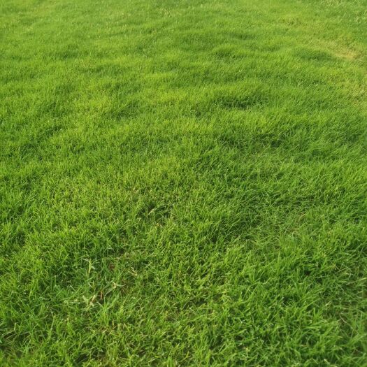新乡 河南省新乡市草坪基地直销，百慕大，早熟禾，果岭草，混播草