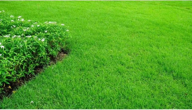 常州 百慕大草坪实方草皮基地直供