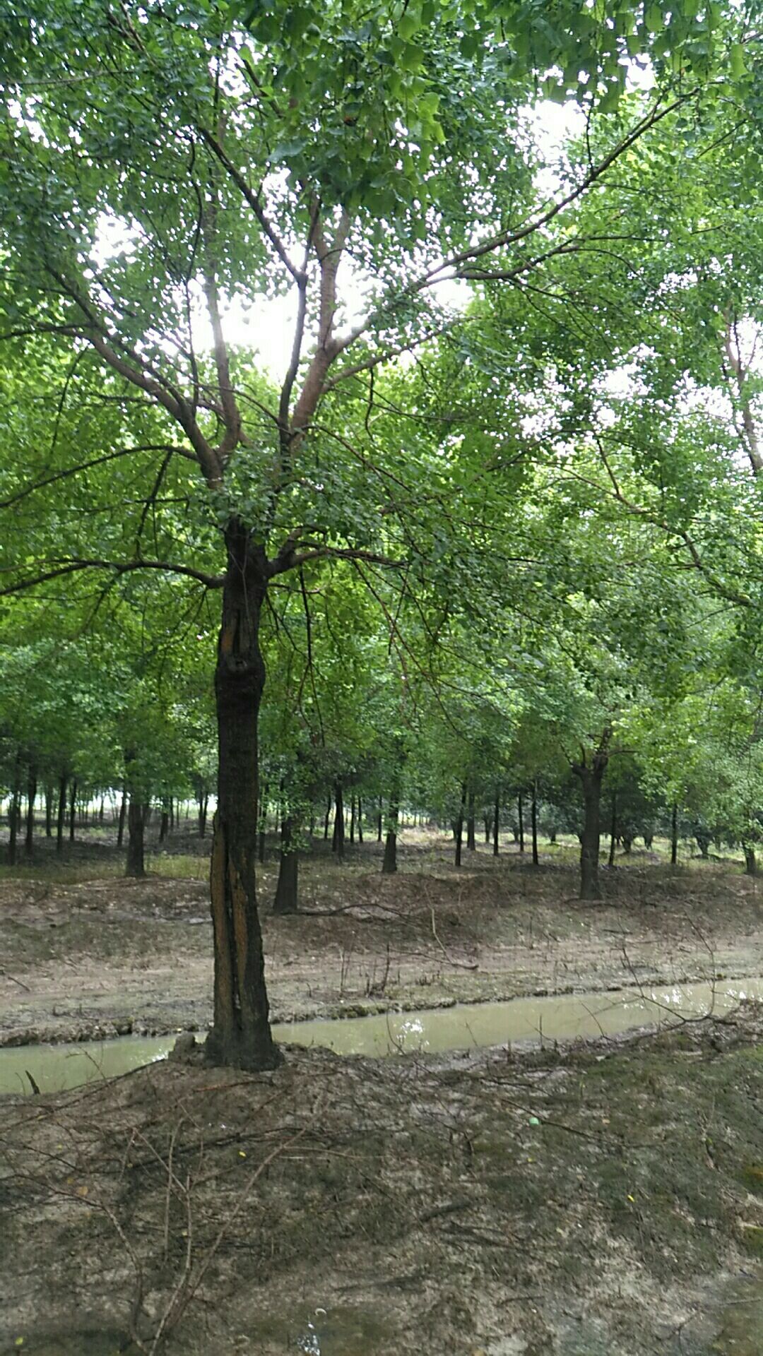 8-20公分乌桕，树形优美，价格实惠！欢迎考察选购！