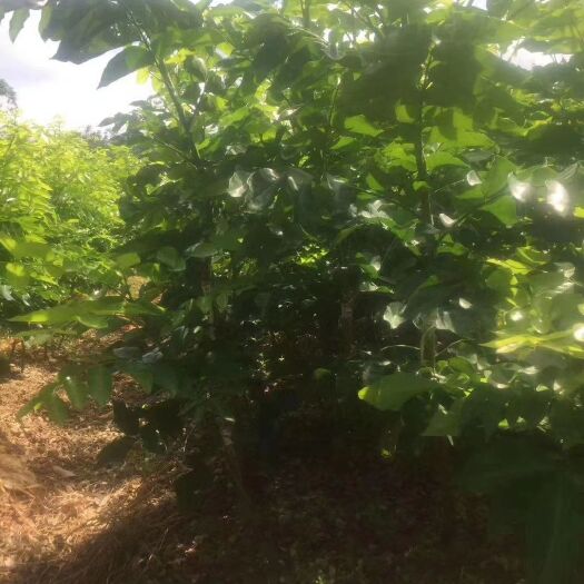 灵山县紫肉黄皮果树苗 紫肉黄皮树苗