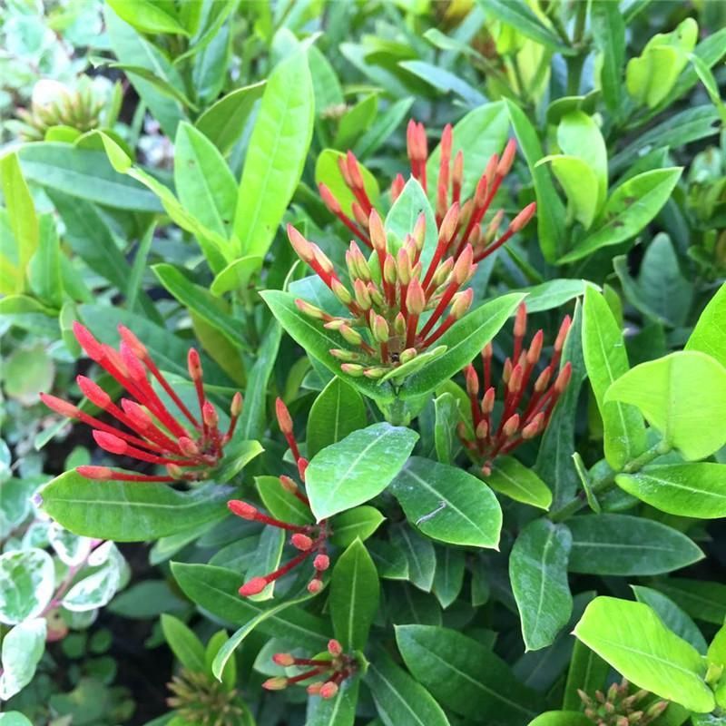 龙船花盆栽四季开花室外花卉绣球花苗庭院阳台带花苞绿值庭院花