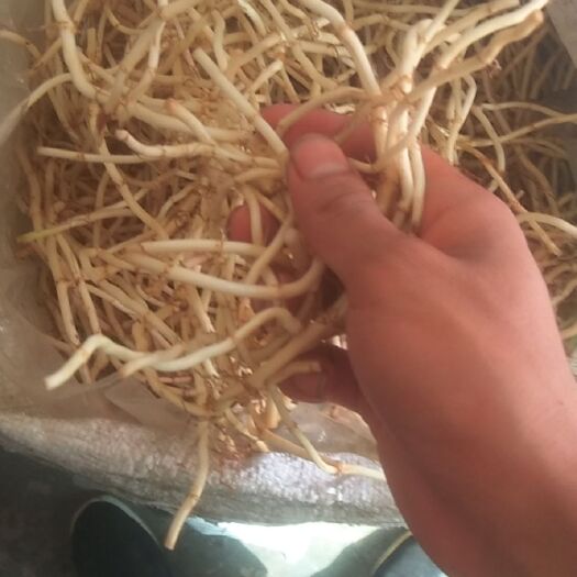 安顺鱼腥草根 折耳根