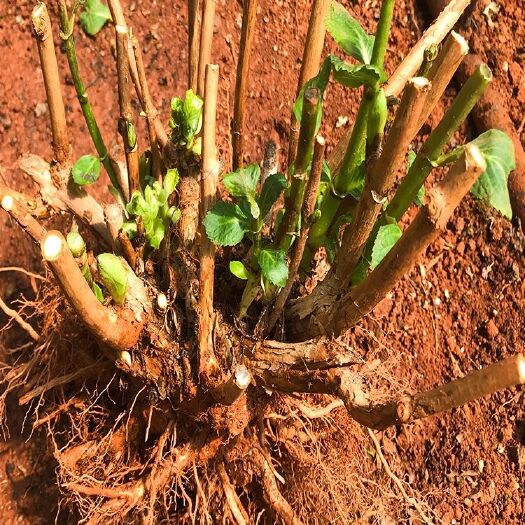 无尽夏绣球花苗盆栽阳台植物四季鲜花大八仙花带花苞老桩室内花卉